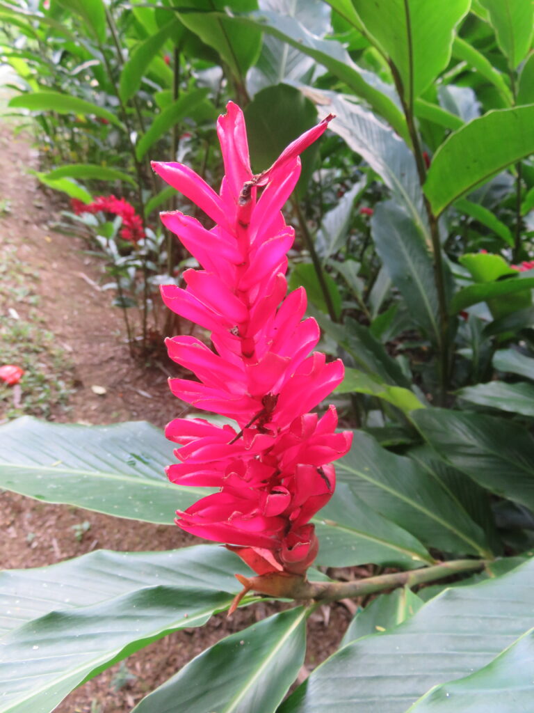 jardin botanique de Soroa